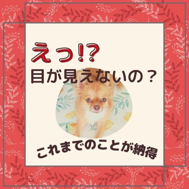 アニマルコミュニケーション 東京 講座ー動物と話をする アニマルコミュニケーション 動物との話