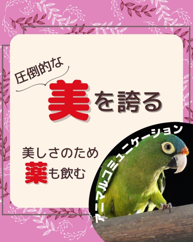 アニマルコミュニケーション講座 東京 動物と話す アニマルコミュニケーション講座 東京 動物と話す