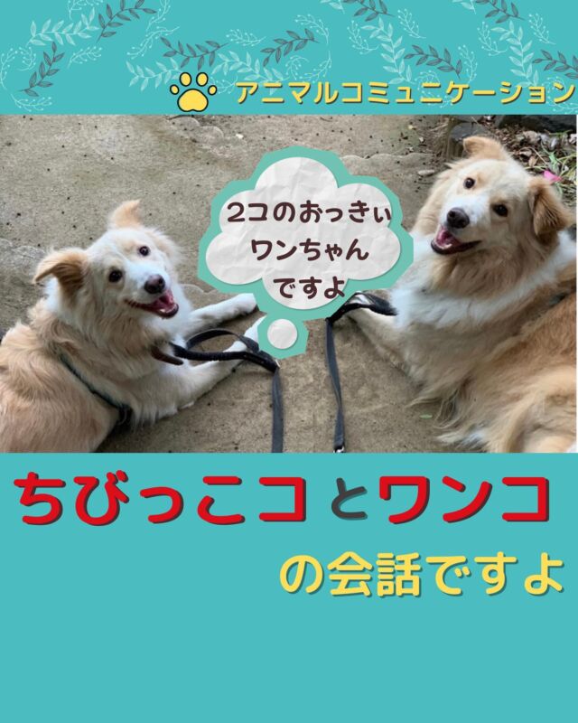 アニマルコミュニケーション講座 東京 動物と話す アニマルコミュニケーション講座 東京 動物と話す