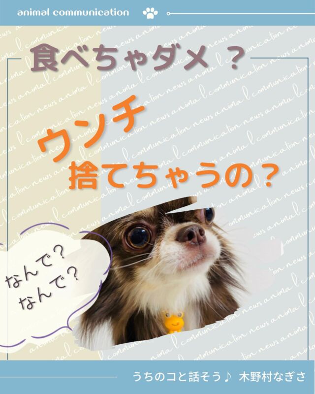 アニマルコミュニケーション講座 東京 動物と話す